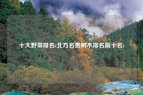 十大野菜排名(北方名贵树木排名前十名)