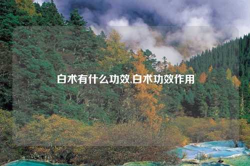 白术有什么功效,白术功效作用
