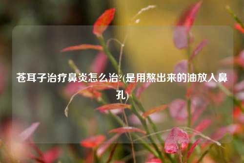 苍耳子治疗鼻炎怎么治?(是用熬出来的油放入鼻孔)