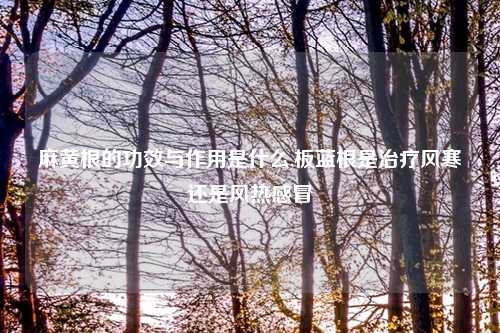 麻黄根的功效与作用是什么,板蓝根是治疗风寒还是风热感冒