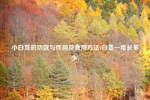 小白芨的功效与作用及食用方法(白芨一年长多少)