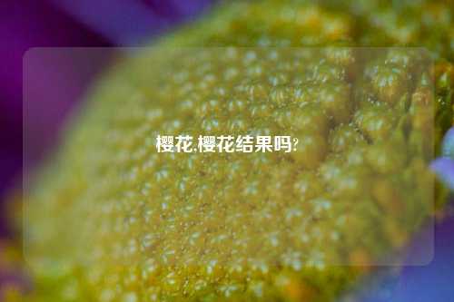 樱花,樱花结果吗?