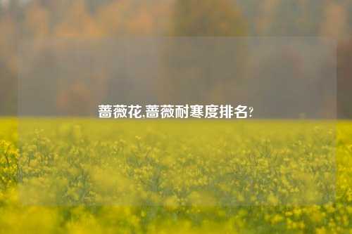 蔷薇花,蔷薇耐寒度排名?