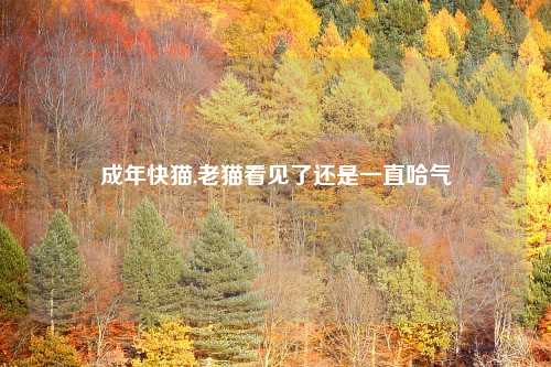 成年快猫,老猫看见了还是一直哈气