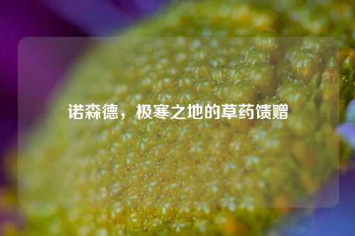 诺森德，极寒之地的草药馈赠