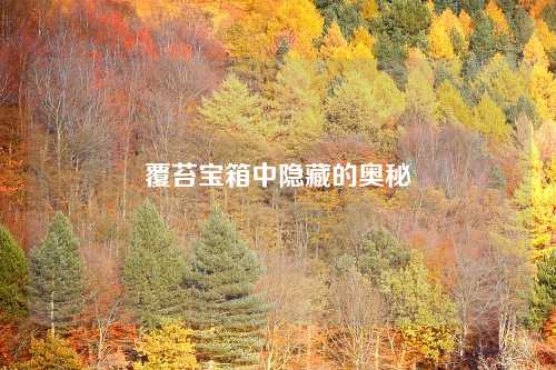 覆苔宝箱中隐藏的奥秘