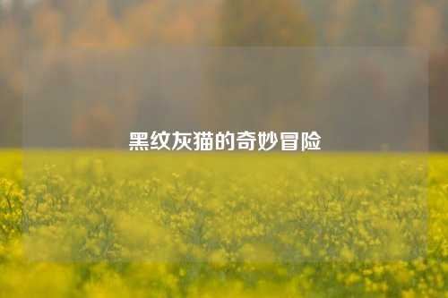 黑纹灰猫的奇妙冒险